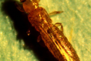 Tobachi izleti - tobak main pest